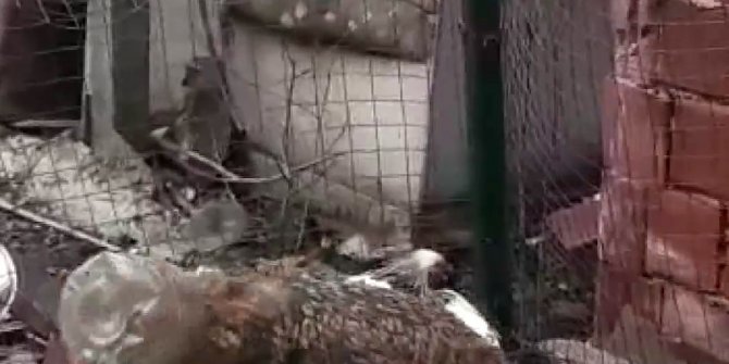 Yiyecek aramaya gelen tilkinin başına gelmeyen kalmadı