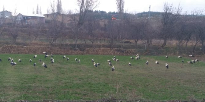 Göç yolundaki leylekler, sürüler halinde tarlalarda görüldü