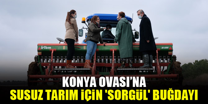 Konya Ovası’na susuz tarım için 'Sorgül' buğdayı