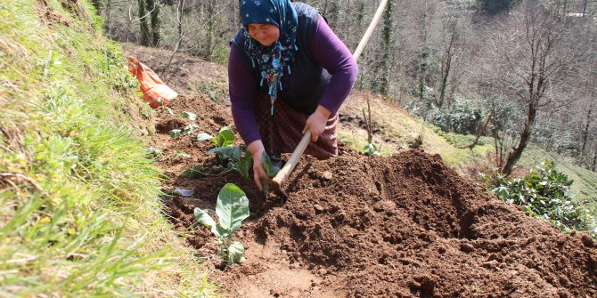Doğu Karadeniz’de çay üreticilerine kısıtlama muafiyeti