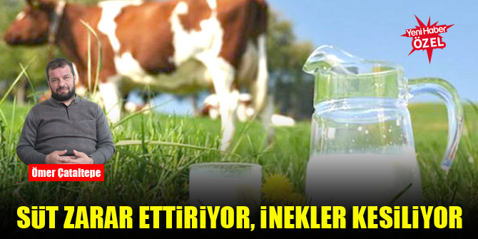 Süt zarar ettiriyor, inekler kesiliyor