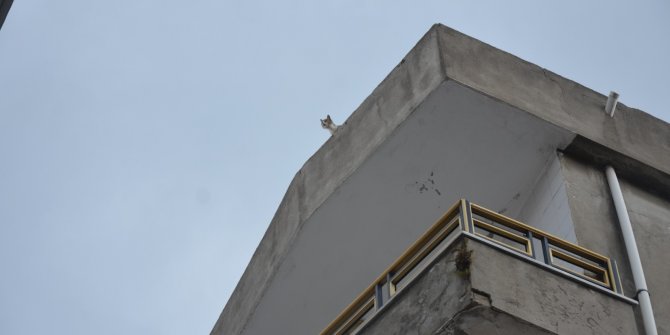 İtfaiyeden 1 saatte 2 kedi operasyonu