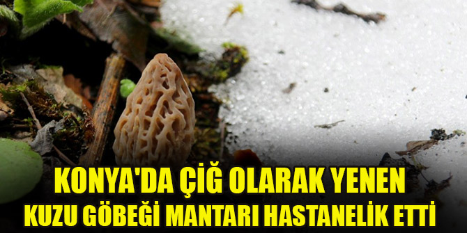 Konya’da kuzu göbeği mantarını çiğ tüketen kişi zehirlendi