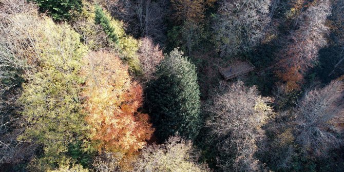 4 bin 117 yaşındaki dünyanın en yaşlı porsuk ağacı, bakanlığın 'Anıt Ağaçlar' kitabında