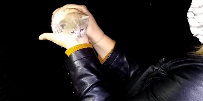 Otomobilin motoruna sıkışan inatçı yavru kedi zor kurtarıldı