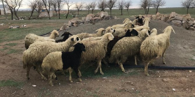 Koyun hırsızları yakalandı