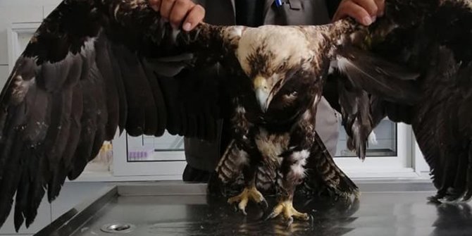 Yaralı bulunan şah kartalı tedaviye alındı