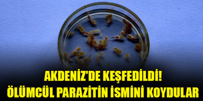 Akdeniz'de keşfedildi! Ölümcül parazitin ismini Adana koydular