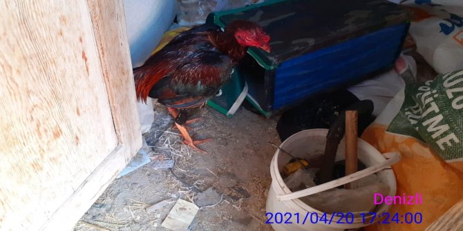 Bağ evinde horoz dövüşüne 10 bin TL ceza