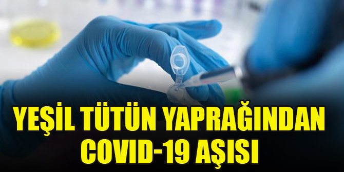 Yeşil tütün yaprağından COVID-19 aşısı