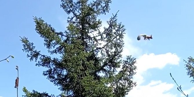 Ağaçtan ağaca uçan sincap cep telefonu kameralarına takıldı