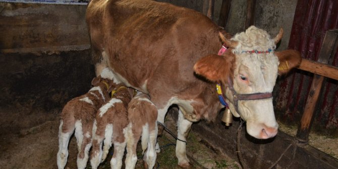 2 yaşındaki inek ’üçüz’ doğurdu