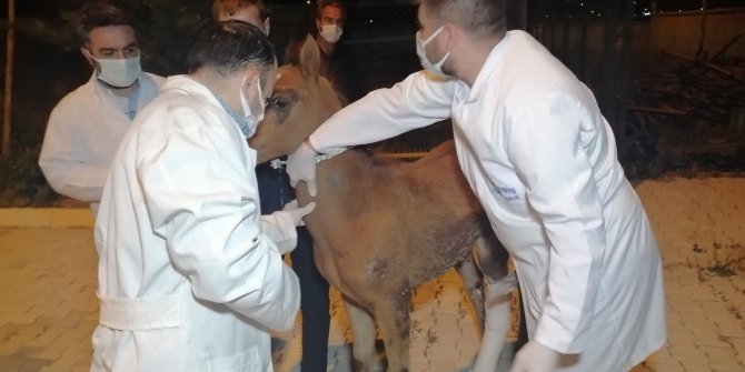 Çiftçinin tarlasında bulduğu yaralı tay tedavi altına alındı