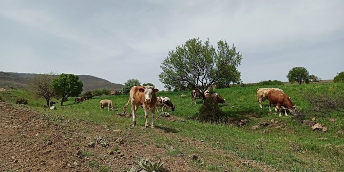 Baharın gelişiyle meralar hayvanlarla süslendi
