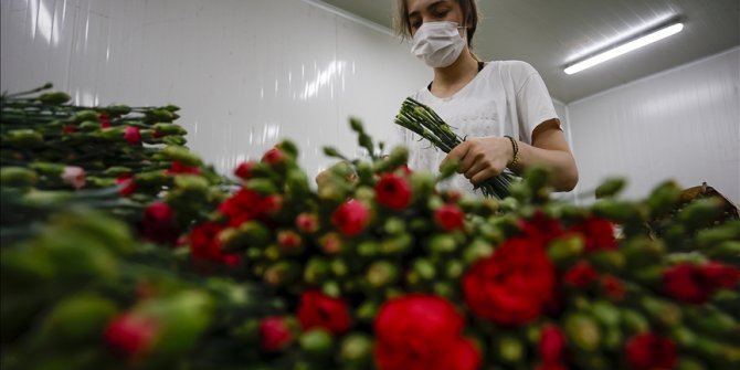 Turkey exported around 70M flowers ahead of Mother's Day