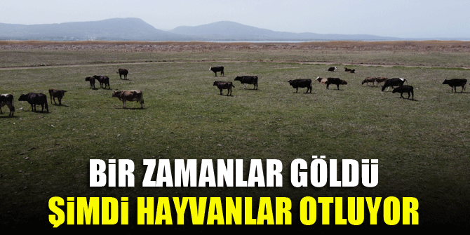 Bir zamanlar göldü, şimdi hayvanlar otluyor