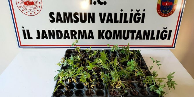 Çarşamba’da 55 kök kenevir ele geçirildi