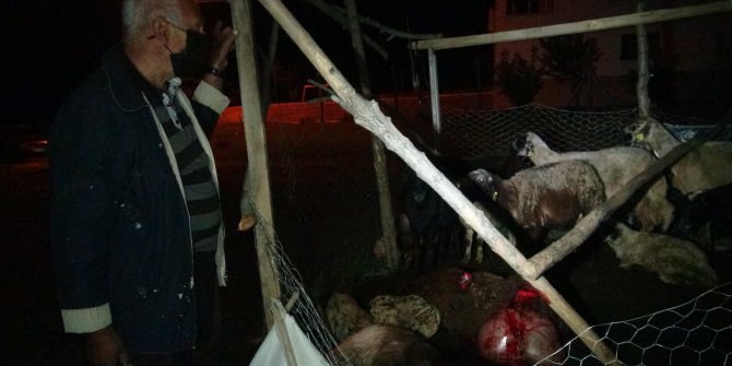 Başıboş köpekler 12 koyunu öldürdü 2'sini yaraladı