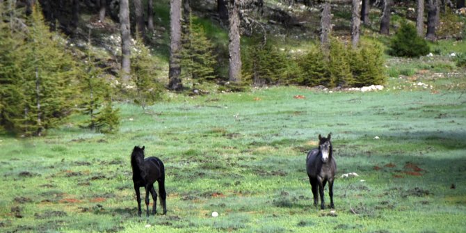 Torosların yılkı atları, sedir ormanlarında