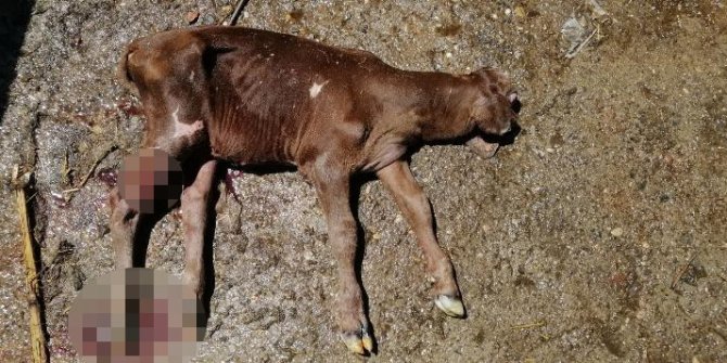 Tek gözlü dünyaya gelen buzağı şaşırttı