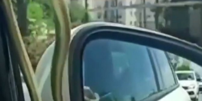 Seyir halindeyken otomobilin camındaki yılanı gördüler