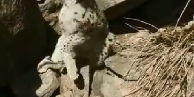 Hakkari'de yaralı halde bulunan ve ender görülen vaşak, tedaviye alındı
