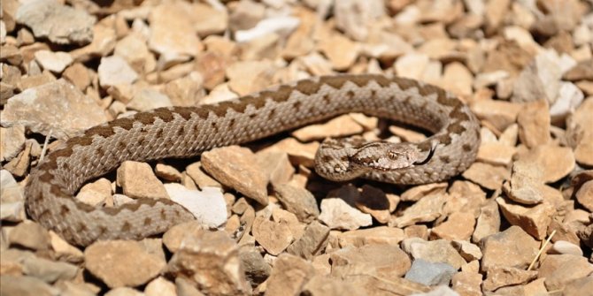 Habitat loss threatens Turkey's 'critically endangered' viper: Expert