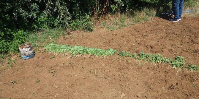 17 kilo kubar esrar ele geçti; 3 kişi gözaltında