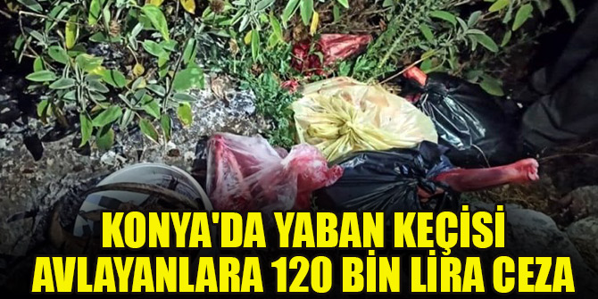 Konya'da yaban keçisi avlayanlara 120 bin lira ceza