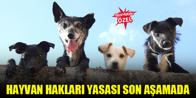 Hayvan hakları yasası son aşamaya geldi