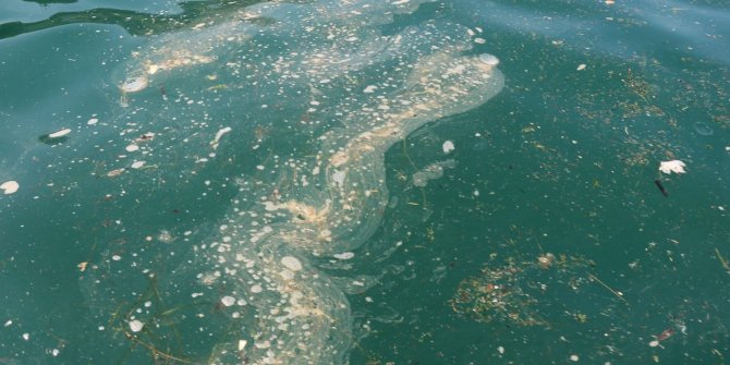 Karadeniz'deki kirlilikte 'müsilaj' endişesi