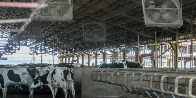 Süt inekleri, kavurucu sıcaktan ‘duşlama’ ile korunuyor