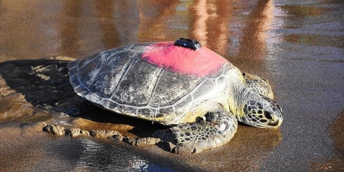 Green sea turtle travels 30 km in 3 days after treatment in Turkey