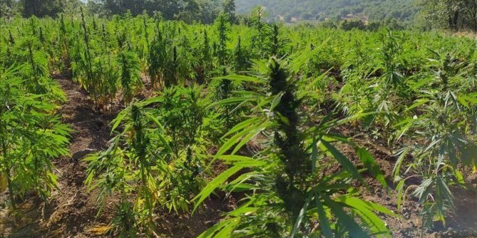 Turquie: Saisie de plus de 50 kilogrammes de cannabis dans le sud