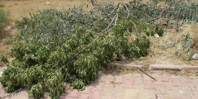 Konya'da bir sitenin bahçesindeki ağaçların kesilmesi tepki çekti