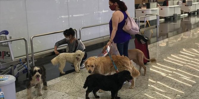 Istanbul Airport sets up check-in counter, special room for pets