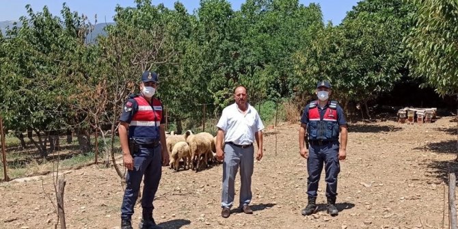 Kaybolan koyunları jandarma buldu