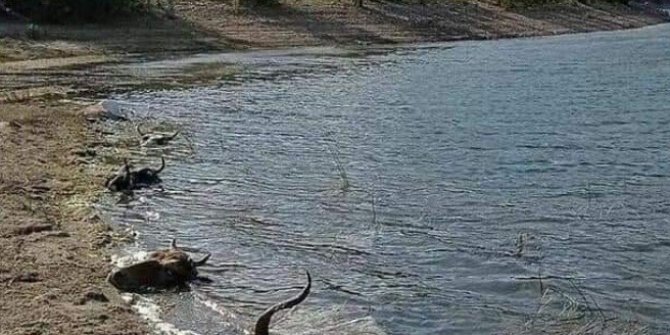 Kurban kellelerinin baraja atılması tepkilere neden oldu