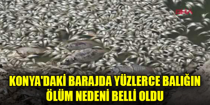 Konya'daki barajda yüzlerce balığın ölüm nedeni belli oldu