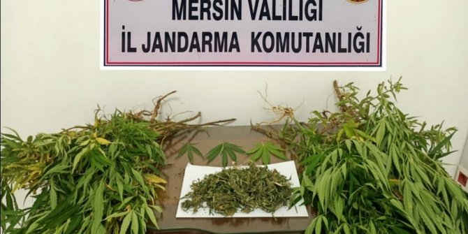 57 kök kenevir bitkisi ele geçirildi