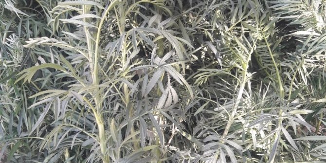 Kamu arazisinde kenevir yetiştirirken suçüstü yakalandı