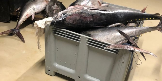Yasak dönemde avlanan bin 600 kilo orkinos balığına el konuldu