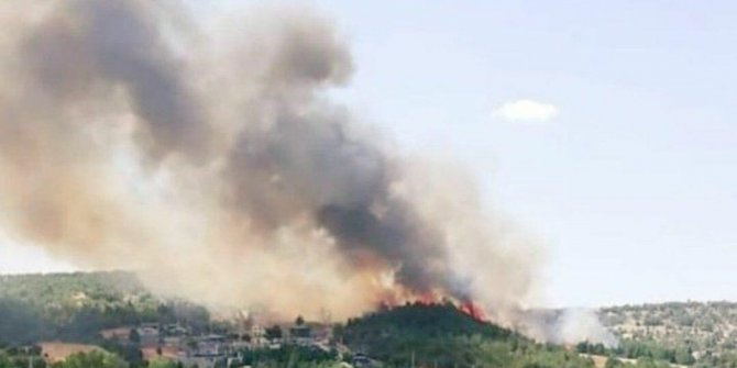 Uşak'ta orman yangını
