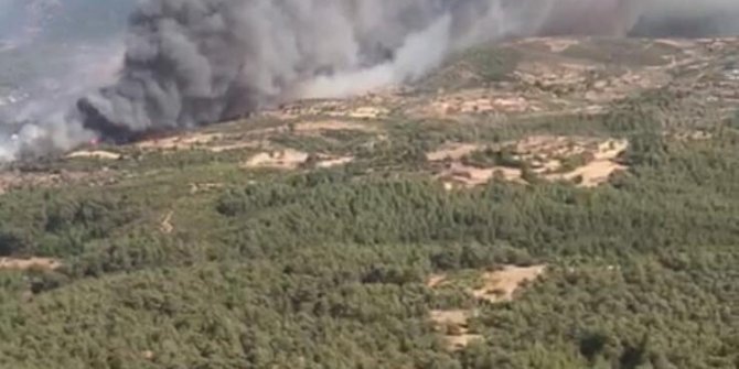 Milas'ta orman yangını