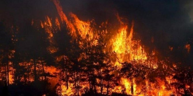 Orman yangını; 7 hektarlık alan zarar gördü