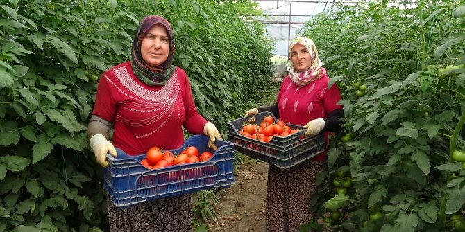 Isparta’da yayla şartlarında domates hasadı