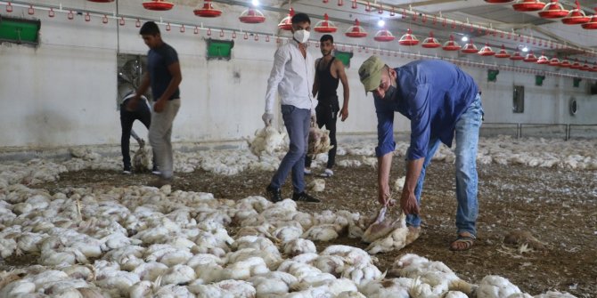 Havasız kalan 35 bin tavuk telef oldu