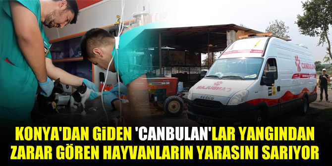 Konya'dan giden 'Canbulan'lar yangından zarar gören hayvanların yarasını sarıyor