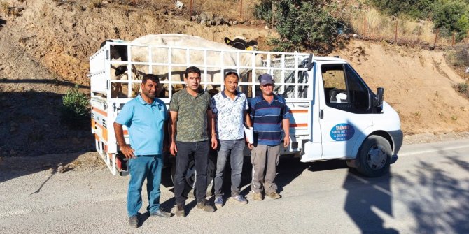 Yangından etkilenen köylülere büyükbaş hayvan desteği