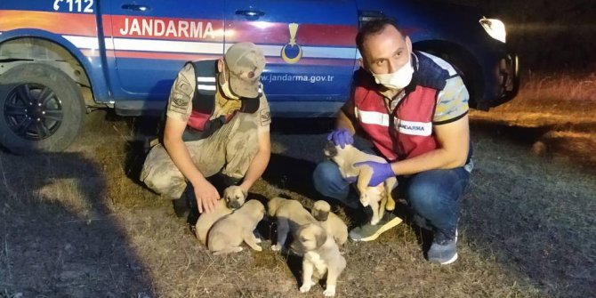 Devriyede terk edilmiş 6 yavru köpek buldular